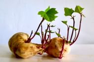 Choose roots that are too small or too large. (Image via Unsplash / Bekky Bekks)